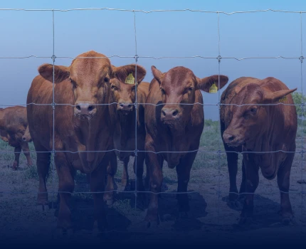 Cercos agropecuarias Grupo de vacas frente a un cerco agropecuario